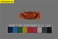 藏品(粗腿擬瘦招潮蟹)的圖片